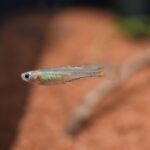 AG-TF-RF-PSGEARU4-PR