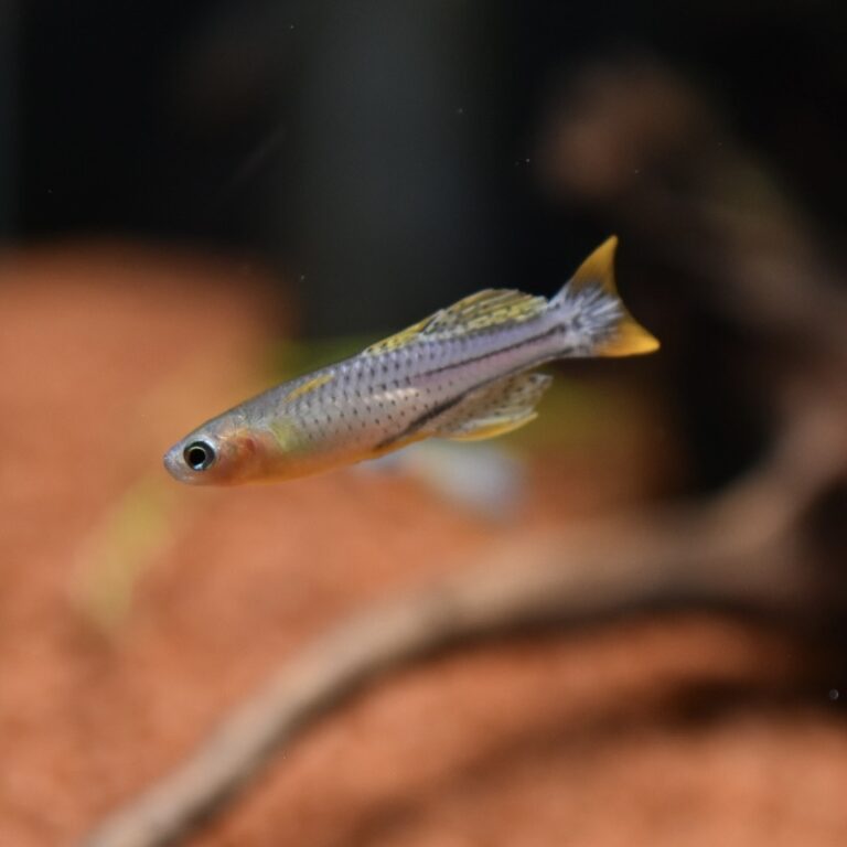 AG-TF-RF-PSGEARU4-PR