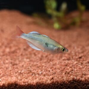 AG-TF-RF-MESPKALITAWA