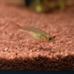 AG-TF-RF-MESPKALITAWA