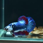 AG-TF-AN-BEHAPA-260314A