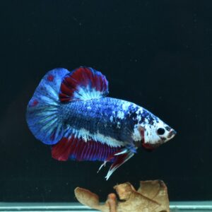 AG-TF-AN-BEHAPA-260314A