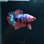 AG-TF-AN-BEHAPA-260314B