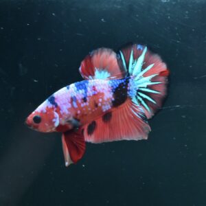 AG-TF-AN-BEHAPA-260314B