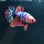 AG-TF-AN-BEHAPA-260314B