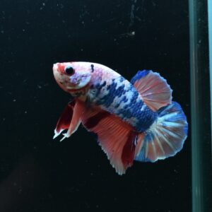 AG-TF-AN-BEHAPA-260314C