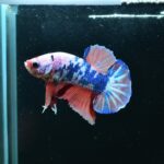 AG-TF-AN-BEHAPA-260314C