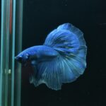 AG-TF-AN-BEHAPA-260314C