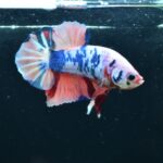 AG-TF-AN-BEHAPA-260314C