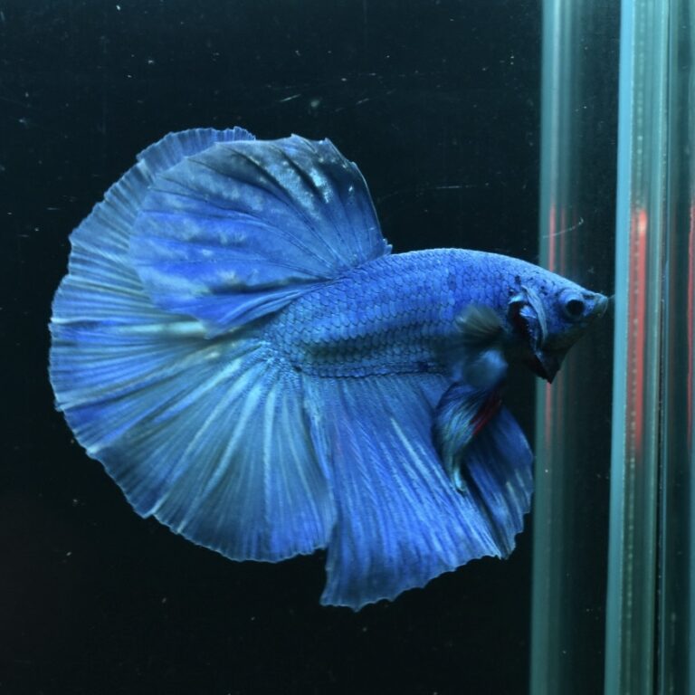 AG-TF-AN-BEHAPA-260314D