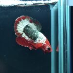 AG-TF-AN-BEHAPA-260314E