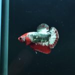 AG-TF-AN-BEHAPA-260314E