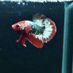 AG-TF-AN-BEHAPA-260314E