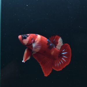 AG-TF-AN-BEHAPA-260314F