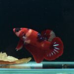 AG-TF-AN-BEHAPA-260314F