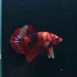 AG-TF-AN-BEHAPA-260314F