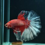 AG-TF-AN-BEHAPA-260314G