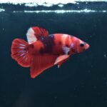 AG-TF-AN-BEHAPA-260314F