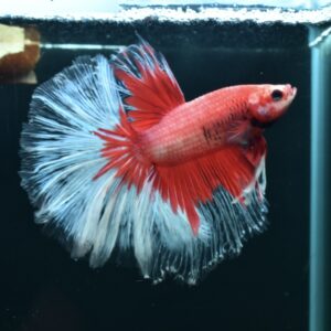 AG-TF-AN-BEHAPA-260314G