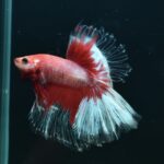 AG-TF-AN-BEHAPA-260314G