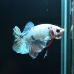 AG-TF-AN-BEHAPA-260314H