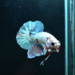 AG-TF-AN-BEHAPA-260314H