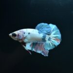 AG-TF-AN-BEHAPA-260314H