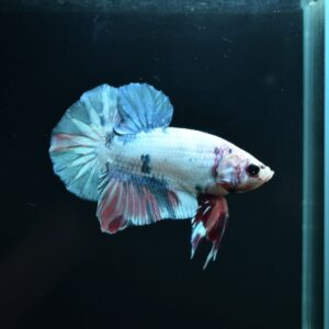 AG-TF-AN-BEHAPA-260314H