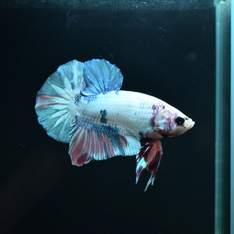 AG-TF-AN-BEHAPA-260314H