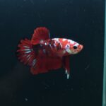 AG-TF-AN-BEHAPA-260314I