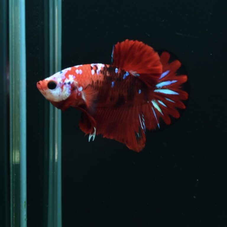 AG-TF-AN-BEHAPA-260314I