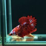 AG-TF-AN-BEHAPA-260314I