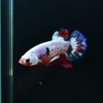 AG-TF-AN-BEHAPA-260314J