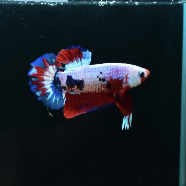 AG-TF-AN-BEHAPA-260314J