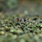 AG-TF-SH-NESPVIETNAM