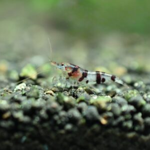 AG-TF-SH-NESPVIETNAM