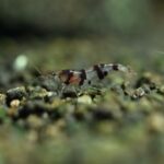 AG-TF-SH-NESPVIETNAM