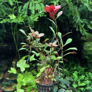 AG-AP-LU-REDSKELETON