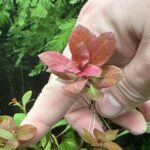 AG-AP-LU-REDSKELETON